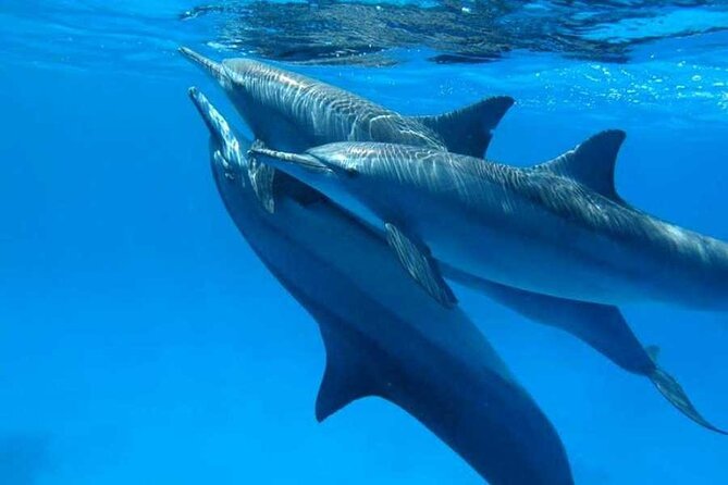 Swimming With Dolphins in Sharm - Good To Know
