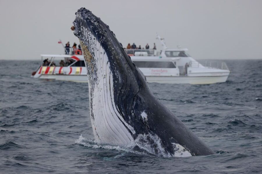 Sydney: 2-hour Express Whale Watching Cruise - Good To Know