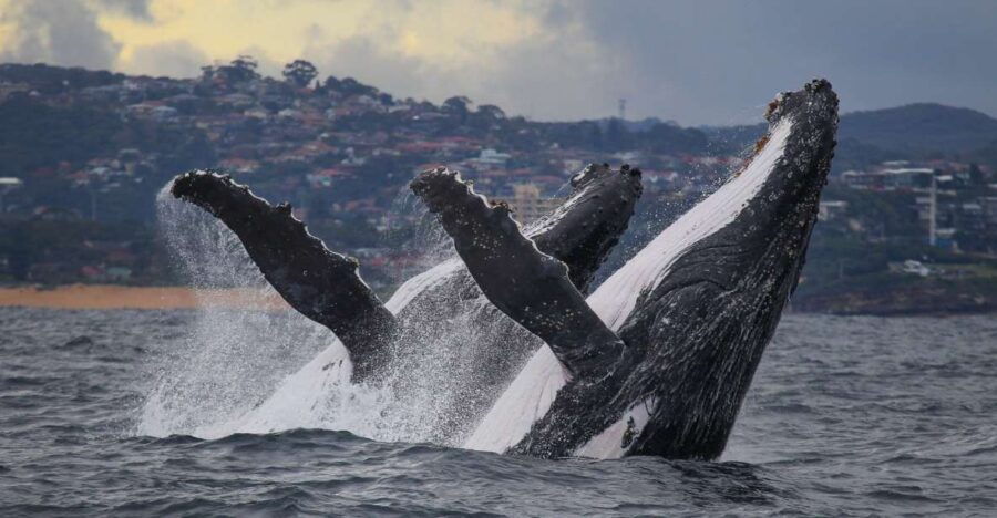 Sydney: 3-Hour Whale Watching Tour by Catamaran - Good To Know