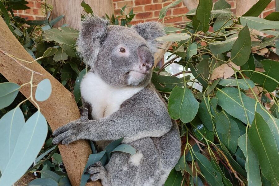 Sydney: Blue Mountains, Wilderness, Waterfalls, and Koalas