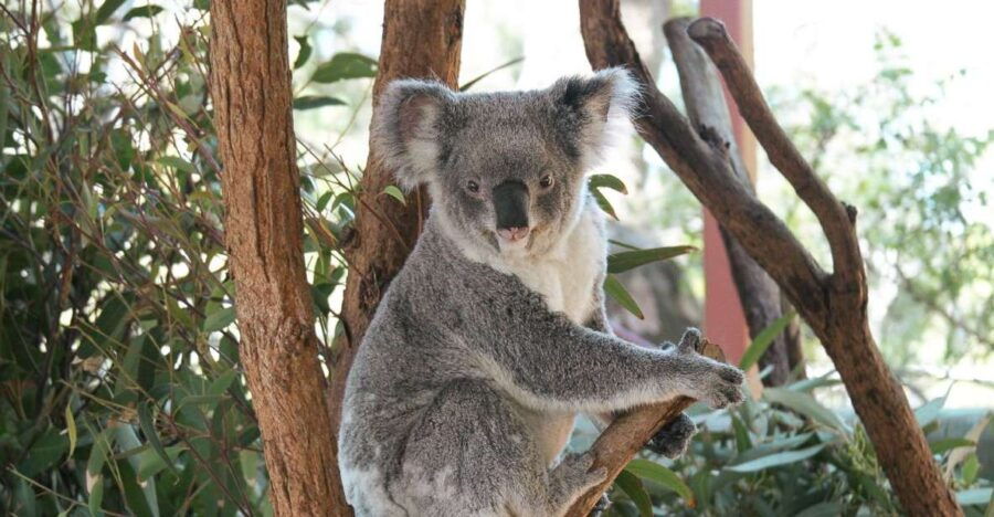 Sydney: Harbour Cruise and Taronga Zoo - Good To Know