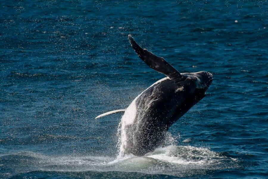 Sydney: Whale Watching Cruise - Good To Know