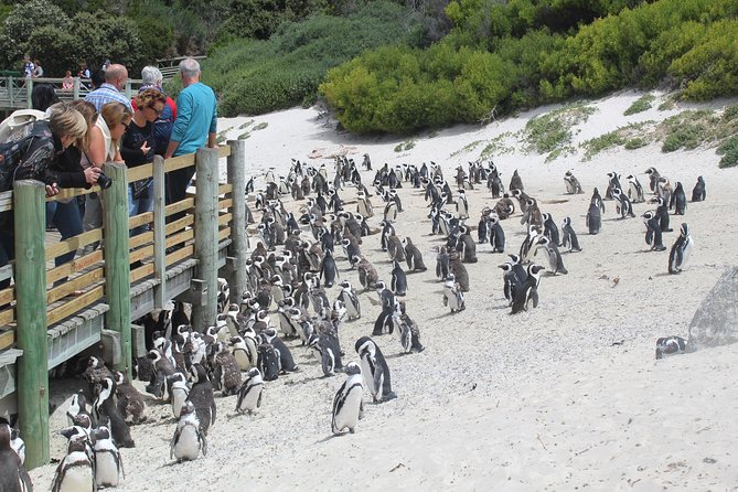 T/Mountain Cape Point Stellenbosch Wineries / Group (10) 2 Days
