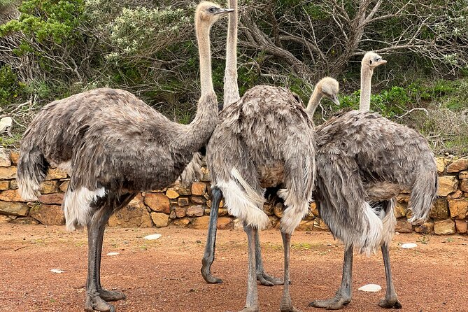 Table Mountain & Cape of Good Hope, Cape Point and Penguins - Good To Know