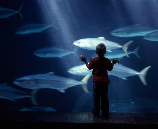 Table Mountain, Robben Island and Two Oceans Aquarium Tour