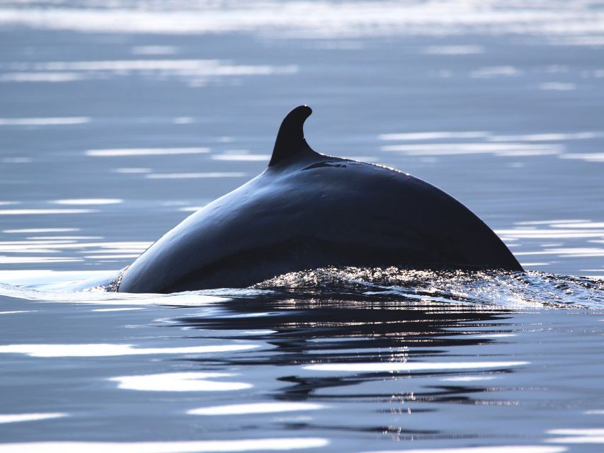 Tadoussac/Baie-Ste-Catherine: Whale Watch Zodiac Boat Tour