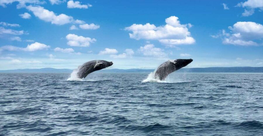 Tadoussac or Baie-Sainte-Catherine: Whale Watching Boat Tour