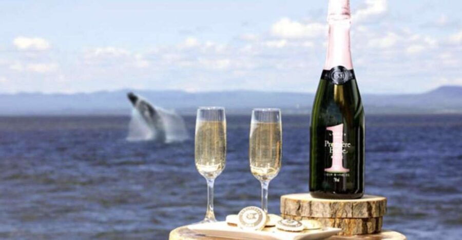 Tadoussac: VIP Lounge or Upper Deck Whale Watching Cruise