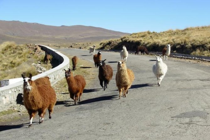 3 Best Tours in San Miguel De Tucuman