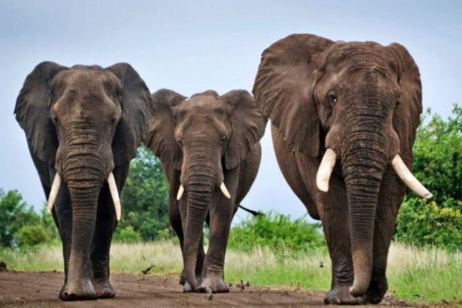 Tala Game Reserve, Natal Lion Park & Phezulu Safari Full Day Tour From Durban