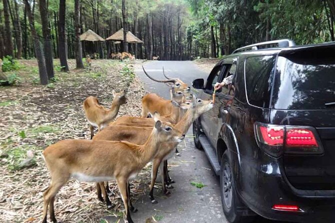 Taman Safari Private Tour and PutukTruno Waterfall