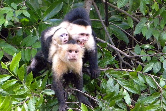 Tamarindo to Palo Verde National Park Riverboat Cruise (Feb )