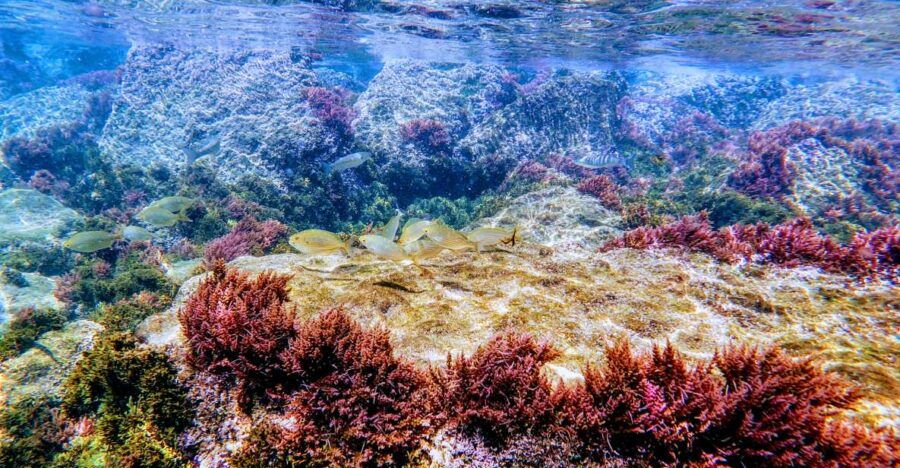 Tarifa: Guided Snorkel Tour in the Strait Natural Park - Good To Know