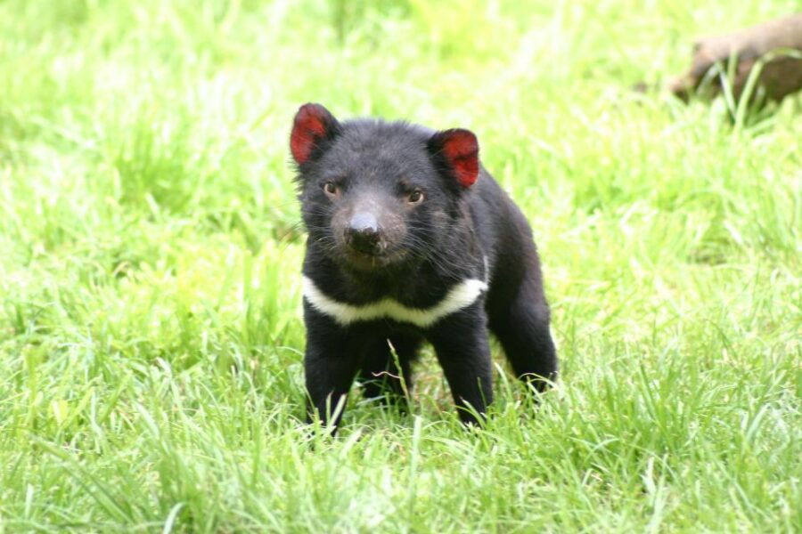 Tasman Peninsula Day Trip With Cruise & Devils From Hobart - Good To Know