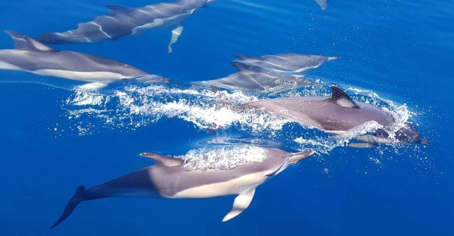 Tauranga: Guided Dolphin and Wildlife Watching Cruise - Good To Know