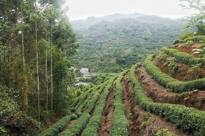 Tea Village in Lost Town and Buddha 1 Day Tour - Good To Know