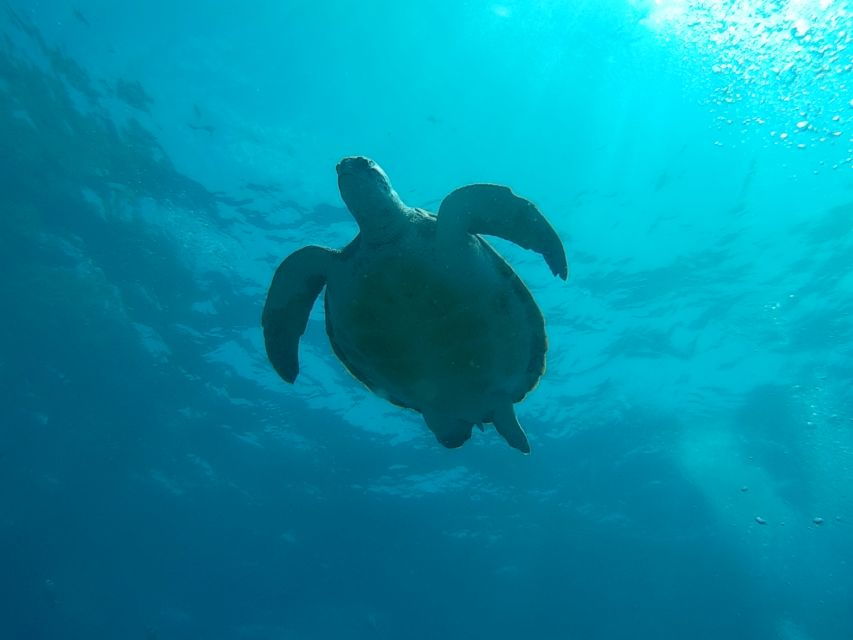 Tenerife: 2 Diving Sessions for Certified Divers