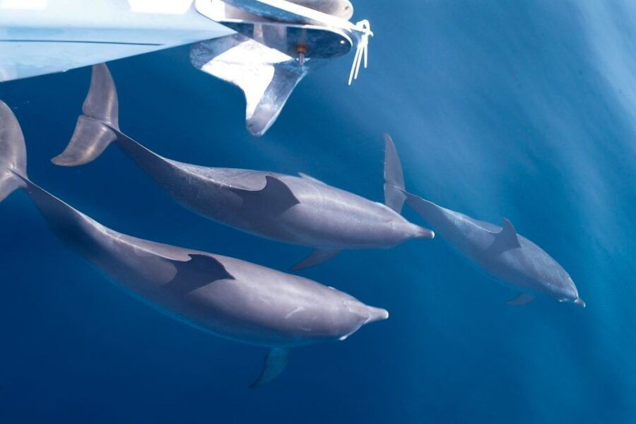 Tenerife: 3 &-6 Hour Private Whale & Dolphin Watching - Good To Know