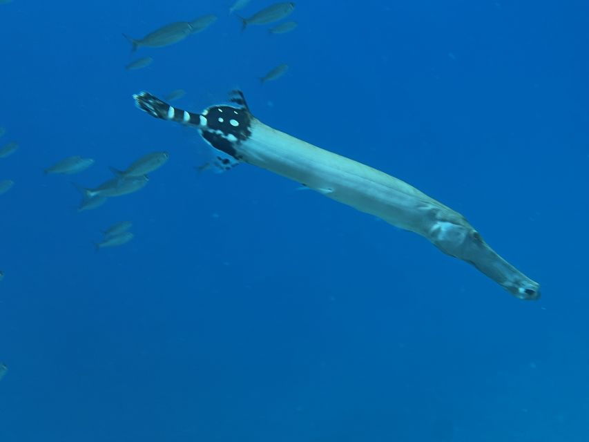 Tenerife : Diving License in One Day