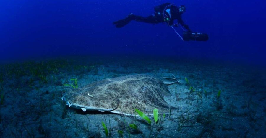 Tenerife: Diving W/ Underwater Scooter (Dpv) - Good To Know