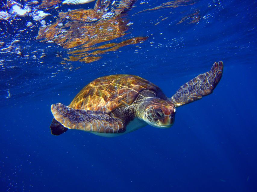 Tenerife: Full-Day The Best Dives for Certified Divers