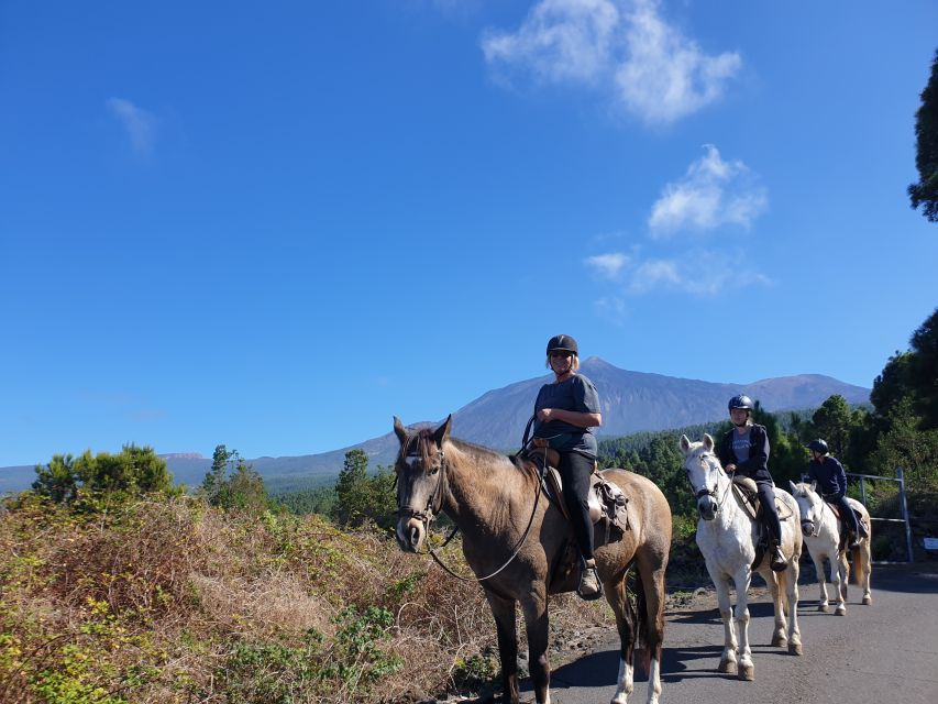 Tenerife: Guided Horseback Riding Tour to the Lomo Forest