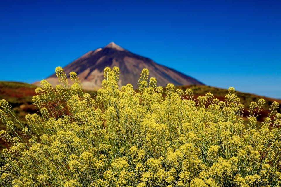 Tenerife Private Tour: Mount Teide Nature and Wine - Good To Know