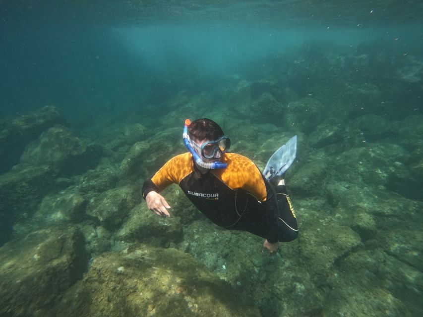 Tenerife: Puerto Colon Snorkel Safari by Speed Boat