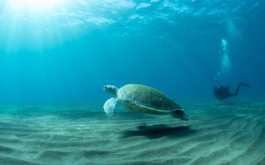 Tenerife: Scuba Diving Lesson and Abades Protected Area Dive