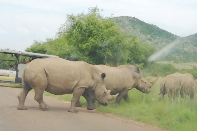 Tented Pilanesberg Safari 2-Day From Johannesburg R3990 - Good To Know