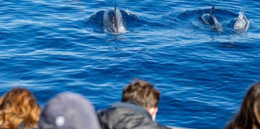 Terceira: Half-Day Dolphin and Whale Watching Tour - Good To Know