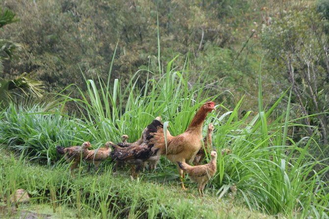 Tetebatu Walking Tour – Rice Terraces, Waterfall & Monkey Forest