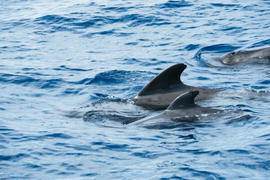 The Cookies: Whale & Dolphin Tour With Local Skipper