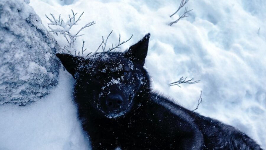 The Cuddly Wolf - Good To Know