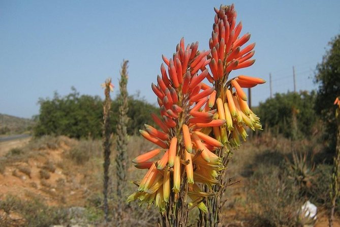 The Eastern Cape Wild Aloe Tour - FD14