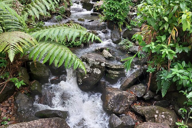 The El Yunque Rainforest Experience