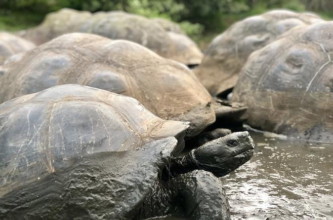 The Giant Tortoise Experience Lava Tubes Los Gemelos (Shared Tour)
