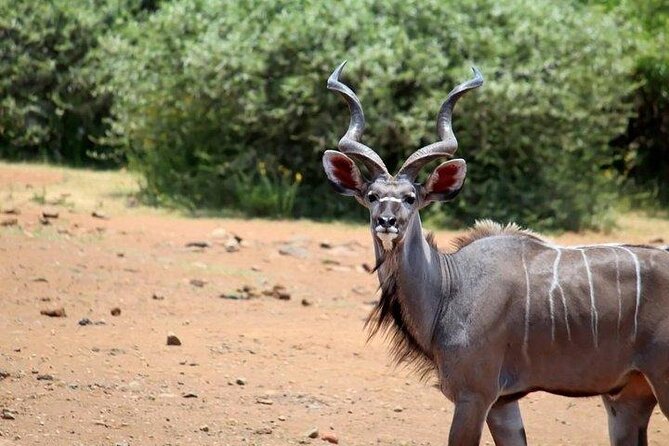 The Pilanesberg Safari From Johannesburg