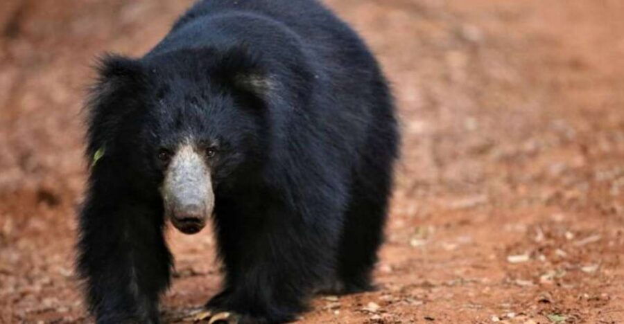 Three-Day Romantic Glamping Getaway - Good To Know