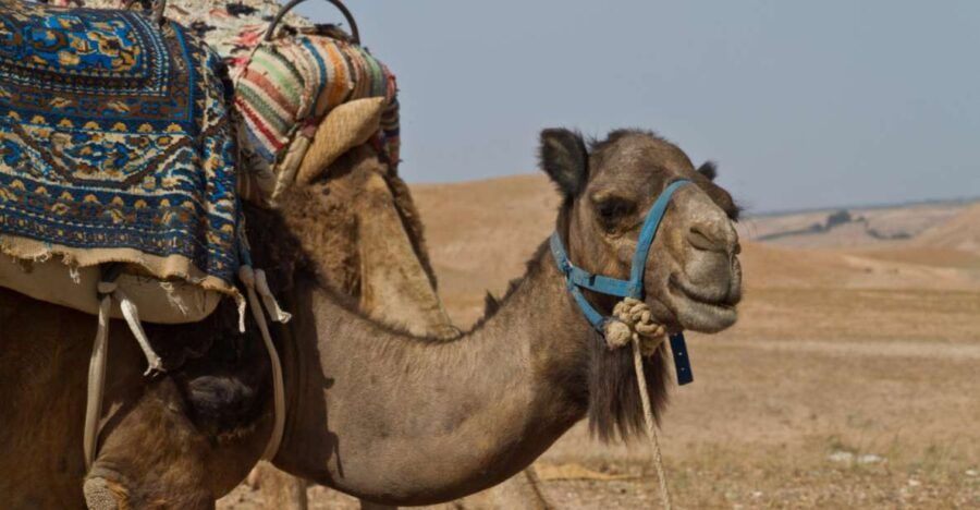 Three Valleys, Atlas Mountain, Waterfalls & Agafay Desert - Good To Know