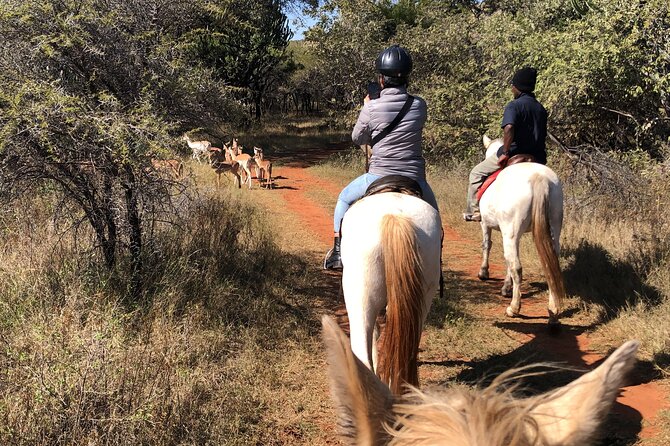 Thrilling Joburg Horseback Safari & Sky-High Cable Car Adventure - Good To Know