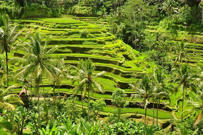 Tickets Inclusive: Blessing Bali Tour - Price and Booking Details