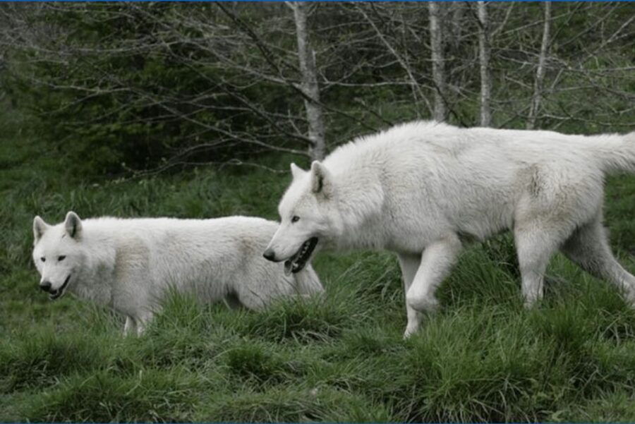 Tidewater: White Wolf Sanctuary Tour and Presentation - Good To Know