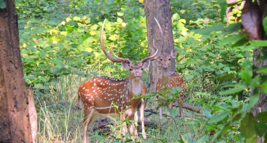 3 Best Safari Tours In Bheri Zone