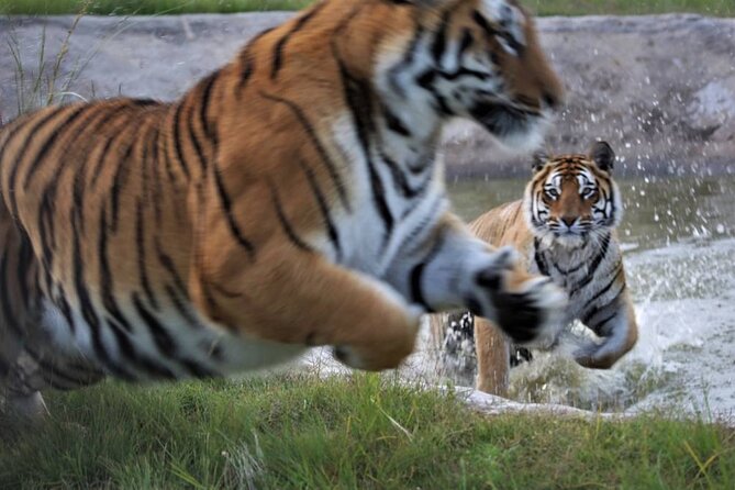 Tiger Valley Tour