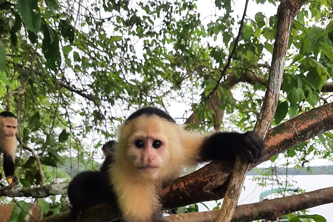 Top Monkey Island Private Tour - Good To Know