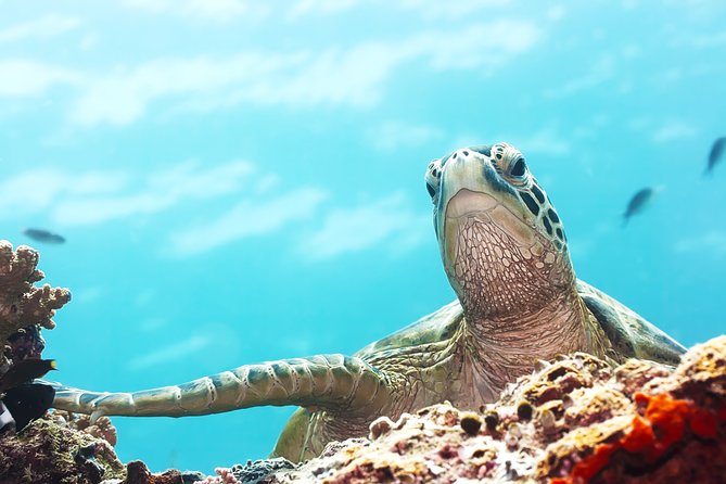 Tortuguero Park Escape: 3-Day Adventure Package - Good To Know