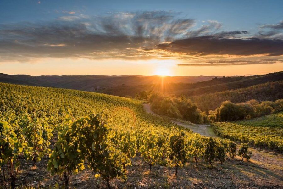 Total Immersion Wine Tour in Chianti