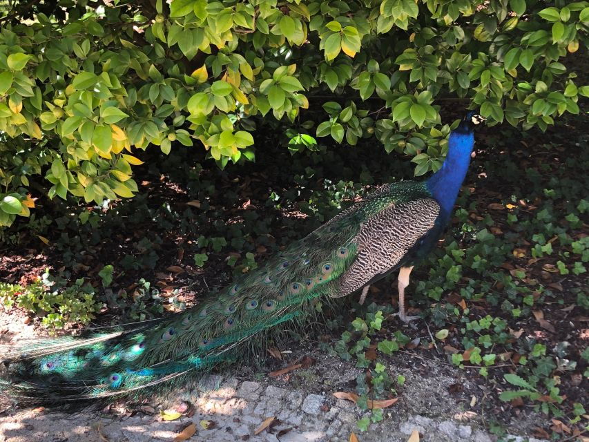 Tour in Belem - Good To Know
