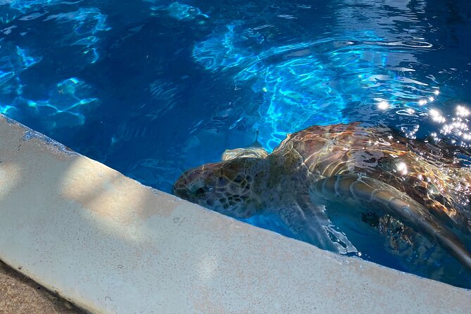 Tour in Praia Do Forte Discover the Charm of the Turtles